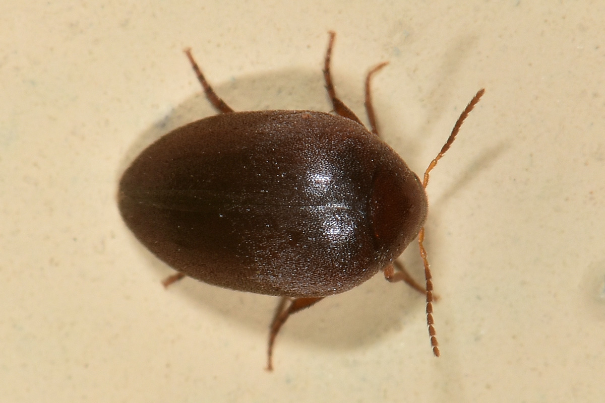 Eucinetidae: Nycteus meridionalis